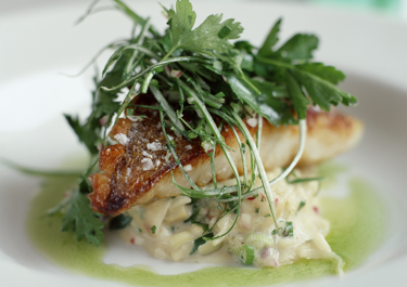 Skindstegt sejfilet på risotto