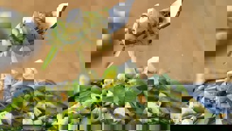 Vihreä pestopasta kesäkurpitsalla