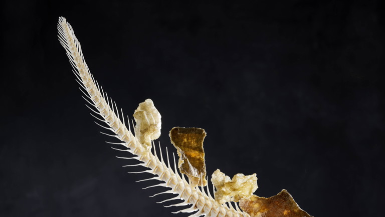 Torskeskelet